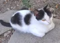 Подарявам котенца!, снимка 3