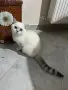 Британска късокосместа, снимка 3
