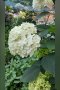 Хортензия, бяла  , снимка 1 - Градински цветя и растения - 40675393