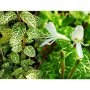 Увивна Лонецера (Орлови нокти), снимка 1 - Градински цветя и растения - 41884556