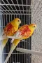 Пойни папагали Рубино!, снимка 2