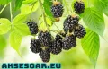 Висококачествени нови семена от хранителна Къпина без бодли Rubus rusticanus 50+ семена антиоксидант, снимка 16