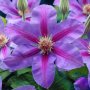 клематис clematis akaishi, снимка 4