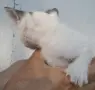 Вземете своето малко котенце подарък, снимка 3