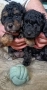 Продавам мини пудели, снимка 3