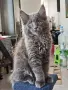 Котенца Мейн-Кун , снимка 2