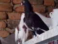 Продавам гълъби , снимка 2
