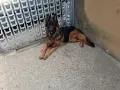 Мъжка немска овчарка за разплод , снимка 3