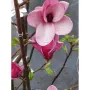 Magnolia starburst(Магнолия Избухнали звезди), снимка 1