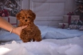 Той пудел (Toy poodle), снимка 12