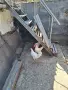 животни птици петли, снимка 7