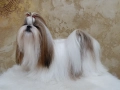 Кученца Ши Тцу /SHIH TZU FCI pedigree , снимка 6