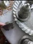 Сервиз за кафе за 6 човека , снимка 6