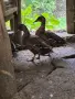 Мъжки диви патици, снимка 3