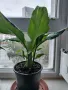 Цветя Спатифилум - в начало на цъфтеж, 6 броя налични, снимка 12
