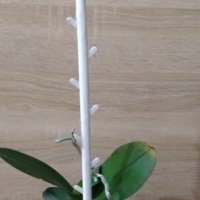  Опорна пръчка за орхидея цветя , снимка 4 - Други - 35802219