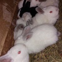 Продавам зайци., снимка 2 - Други животни - 39554621