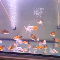 Златни рибки Оранда, снимка 5 - Рибки - 44716589