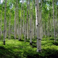 Бяла бреза (Betula pendula), снимка 6 - Градински цветя и растения - 44466613