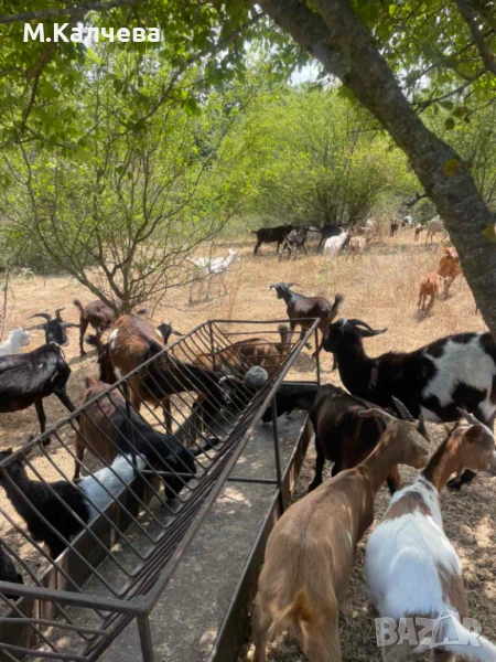 Продавам стадо кози, снимка 1