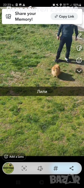 Женски померан на 4 години , снимка 1