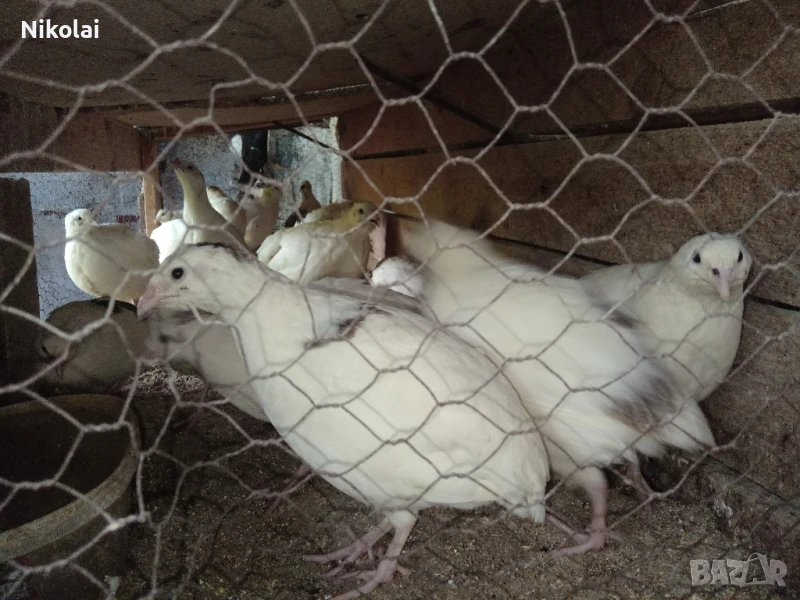 Пъдпъдъци японски и манджурски , снимка 1