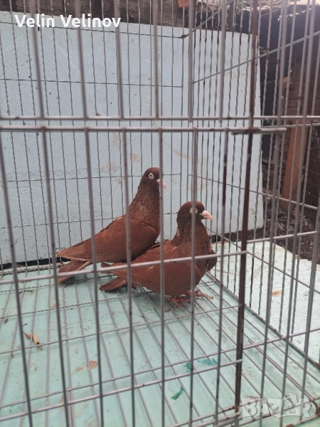 червени и черни донеци . , снимка 1