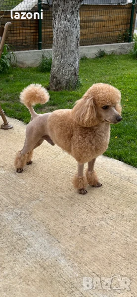 Мъжки-среден Пудел си търси партньорка, снимка 1