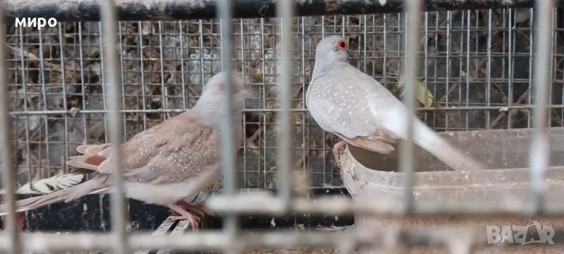 Диамантени гугутки!, снимка 1