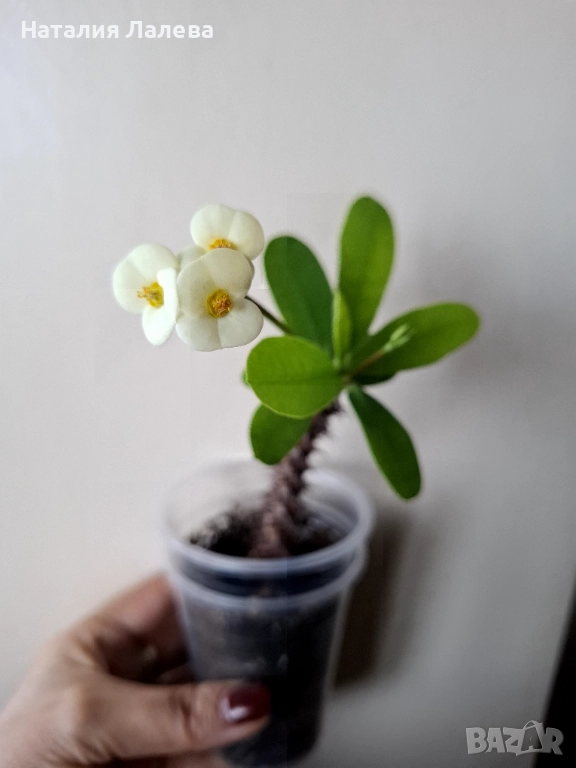 Еуфорбия, Euphotbia milli, снимка 1