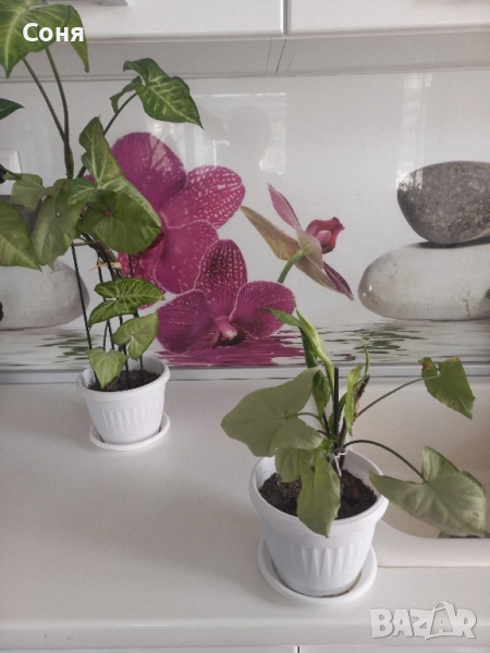 Сингониум цвете, снимка 1