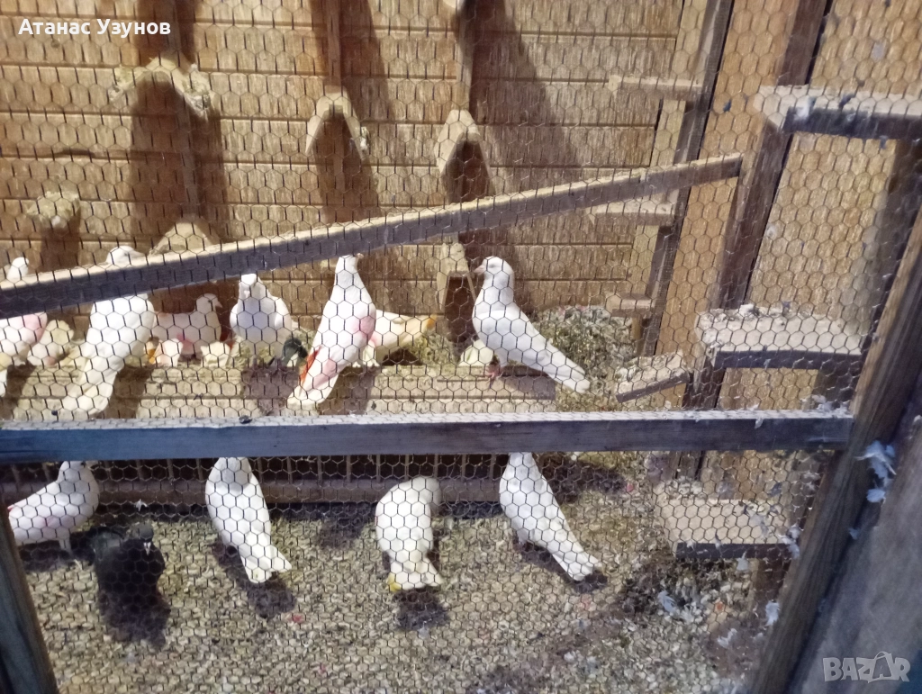 Пазарджишки бяли, снимка 1