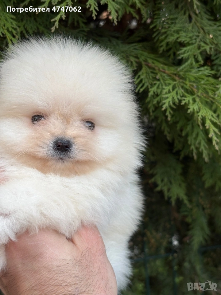 Померан мъжки, снимка 1
