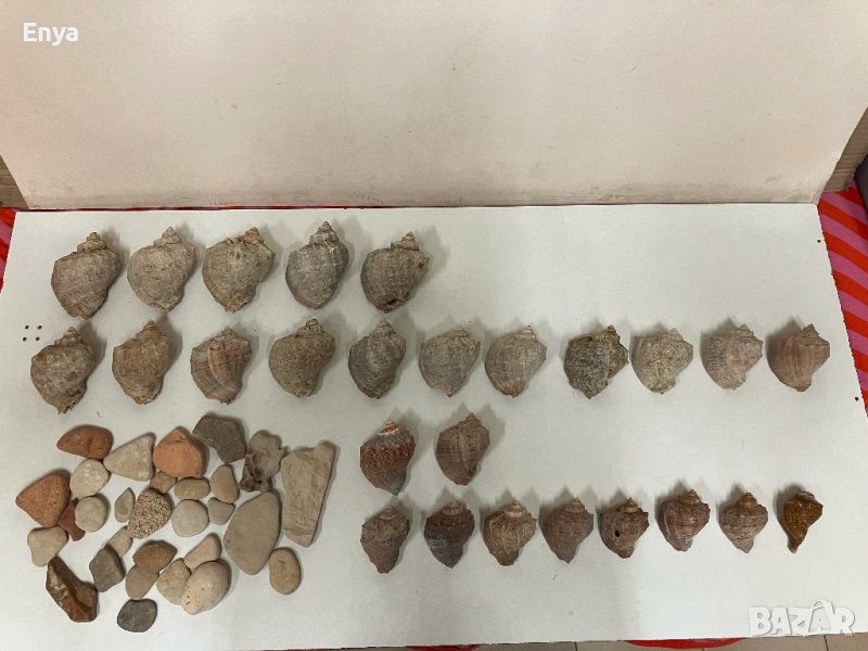 Раковини,рапани,черупки от охлюви, снимка 1