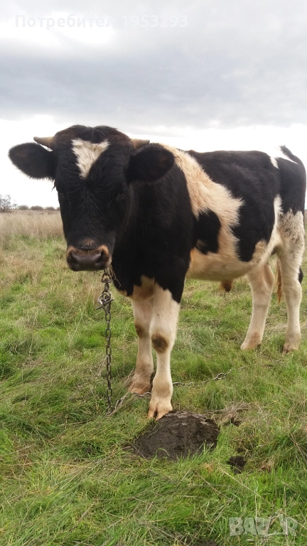 Спешно продавам теле мъжко много дебело , снимка 1