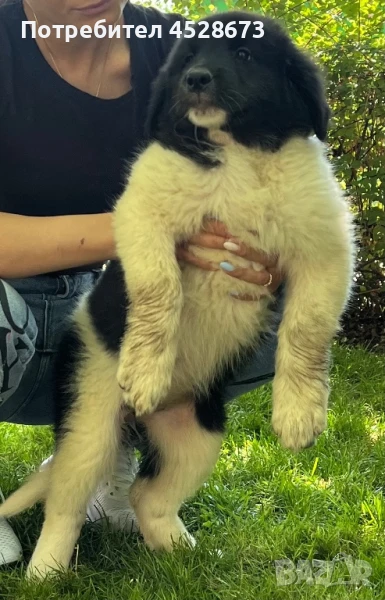 Продавам малки кученца, снимка 1