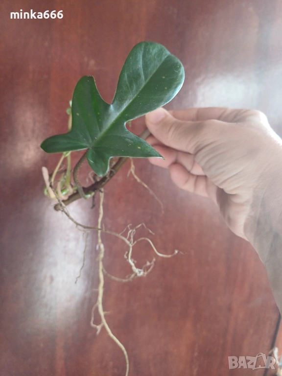 Филодендрон Флорида с корени., снимка 1