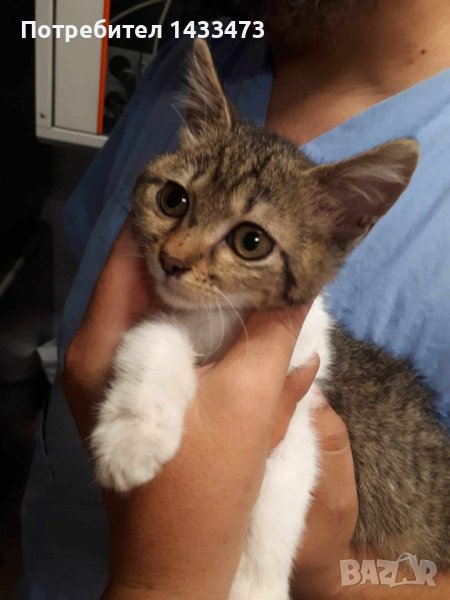 Търся изгубено коте (парично възнаграждение) , снимка 1