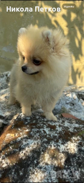 Померан мини , снимка 1