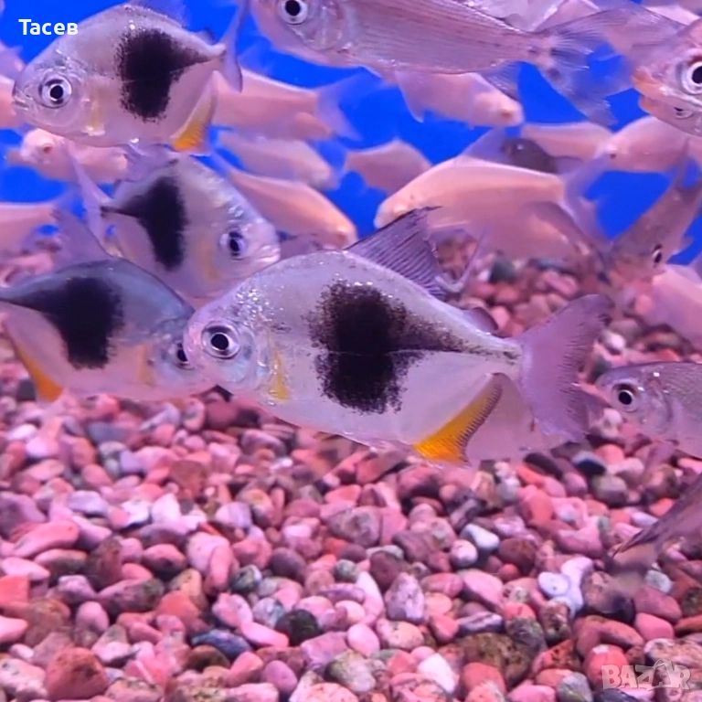 Милеус блекбери 5см, снимка 1