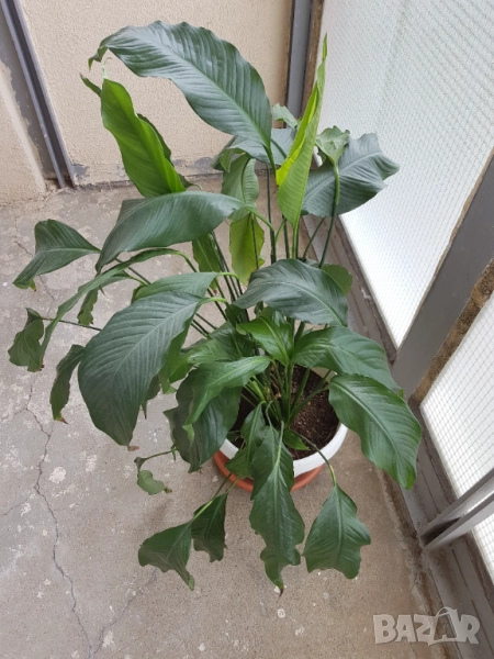 Стайни цветя в саксии, снимка 1