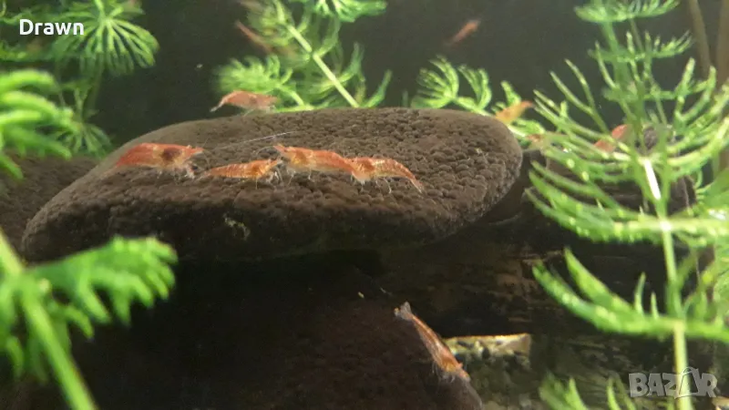 Скариди ред чери, снимка 1