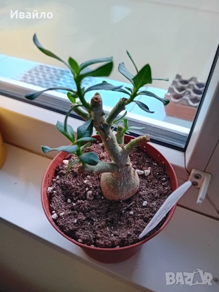 Pachypodium bispinosum, снимка 1