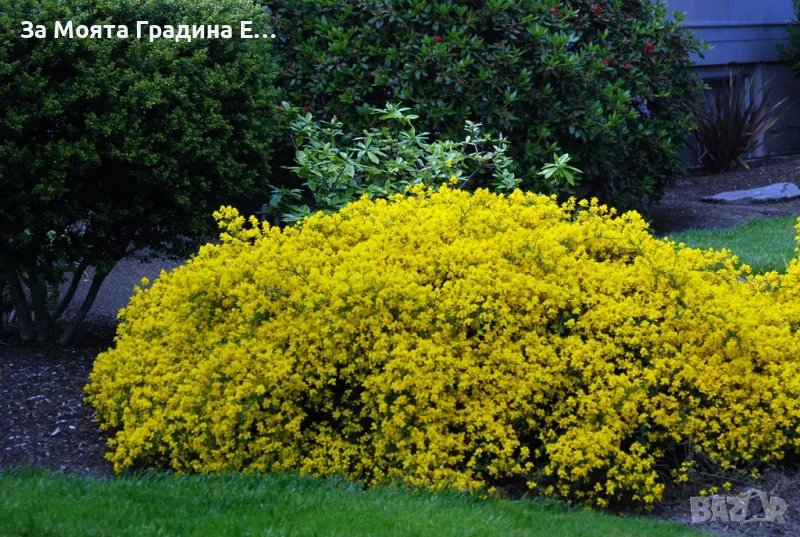 Гениста - Genista , снимка 1