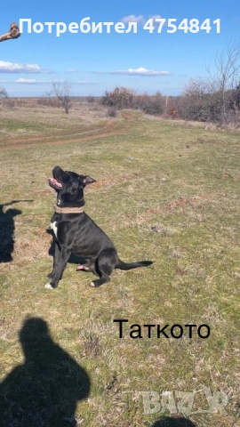 Бебета кане корсо родени на 16.01.2026, снимка 5 - Кане корсо - 53705865