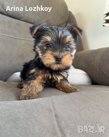Миниатюрни кученца йоркширски териер., снимка 3 - Йоркширски териер - 53558165