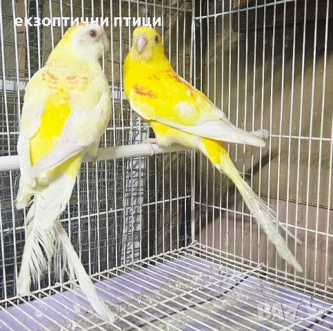 Продавам Пойни Папагали , снимка 9 - Папагали - 52528413