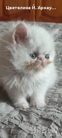 Персийски котета екстремал , снимка 2 - Персийска - 52430537