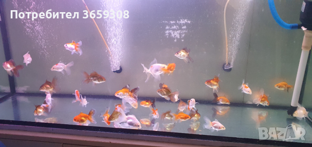 Златни рибки Оранда, снимка 5 - Рибки - 44716589