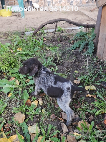 Продавам малки Дратхари от елитни родители, отлична работна линия. Кученцата са на 2 месеца, жизнени, снимка 3 - Дратхаар - 52509695